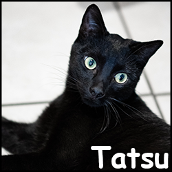 Tatsu2
