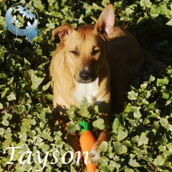 Tayson