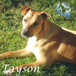 Tayson