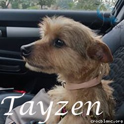 Tayzen