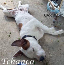 Tchanco