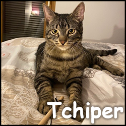Tchiper