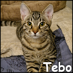 Tebo