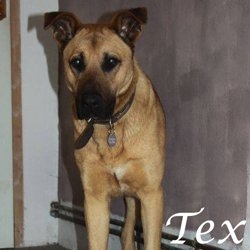 Tex2