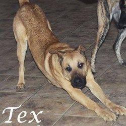 Tex