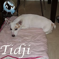 Tidji3