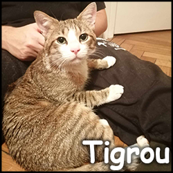 Tigrou 2015