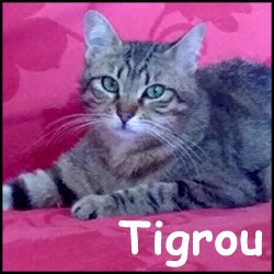 Tigrou