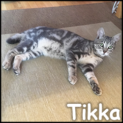 Tikka