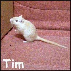 Tim