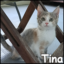 Tina