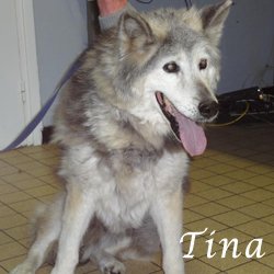 Tina malamute