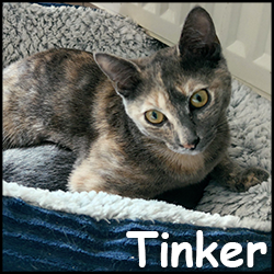 Tinker 2