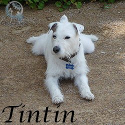 Tintin