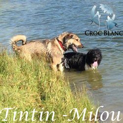 Tintin et Milou