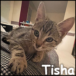 Tisha