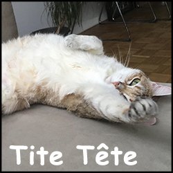 Tite Tete