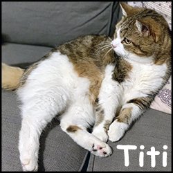 Titi