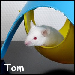 Tom