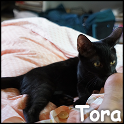 Tora