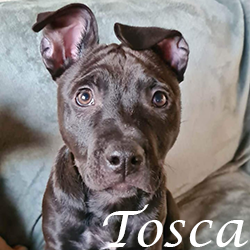 Tosca