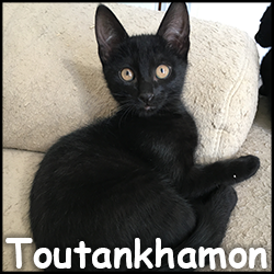 Toutankhamon