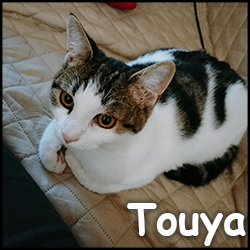 Touya