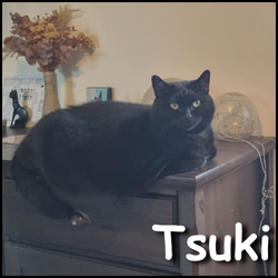 Tsuki