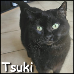 Tsuki