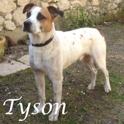 Tyson