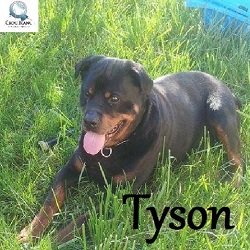 tyson