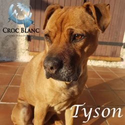 Tyson