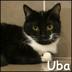 Uba