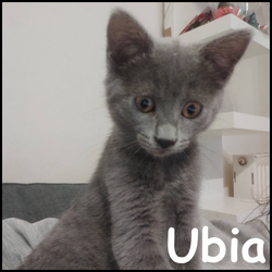 Ubia