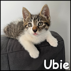 Ubie