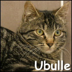 Ubulle