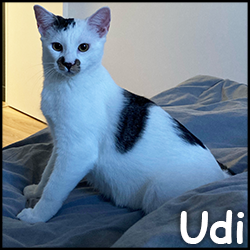 Udi