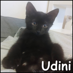 Udini