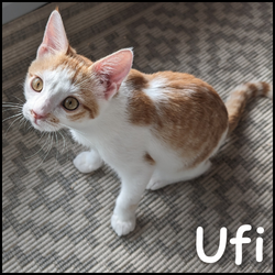 Ufi