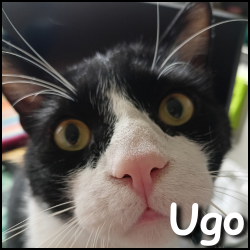 Ugo 2