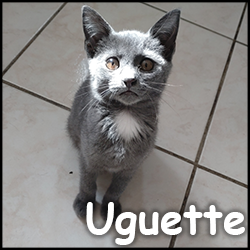 Uguette