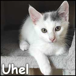 Uhel