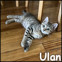 Ulan