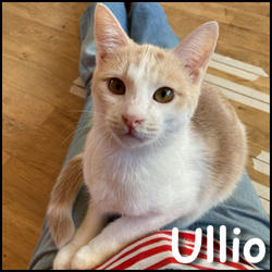 Ullio