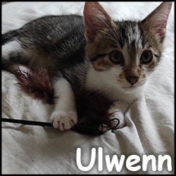 Ulwenn