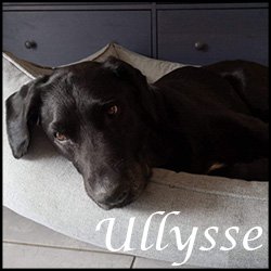 Ulysse 1