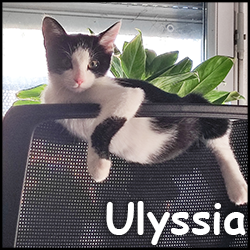 Ulyssia