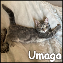 Umaga