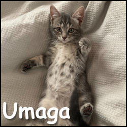 Umaga