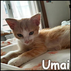 umai